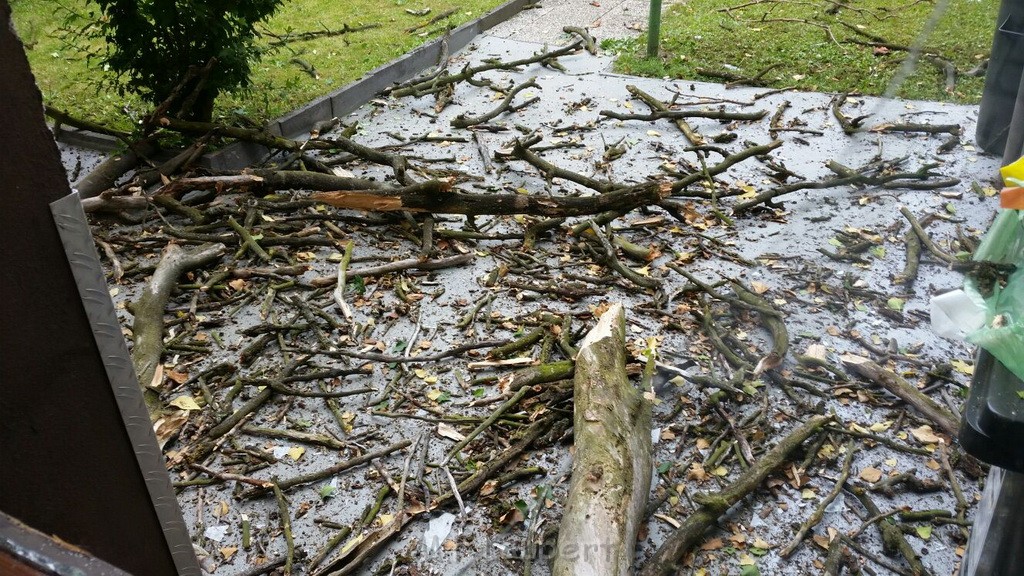 Einsatz BF Baum umgestuerzt Koeln Kalk Eythstr P07.jpg